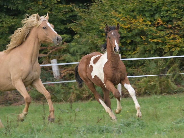 Selle Francais Hengst 1 Jahr Schecke in Trévé