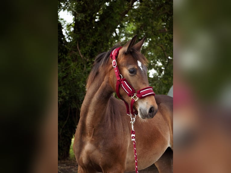 Selle Francais Hengst 1 Jahr Schwarzbrauner in Remicourt