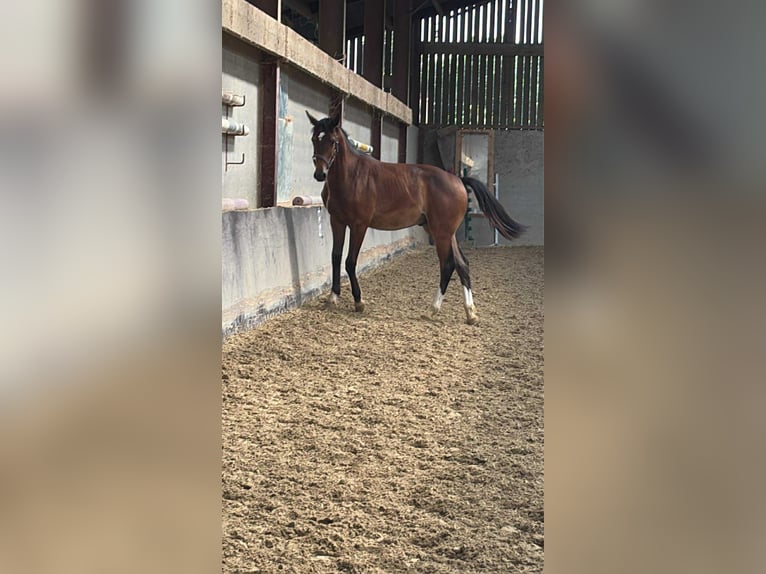 Selle Francais Hengst 1 Jahr Schwarzbrauner in Remicourt