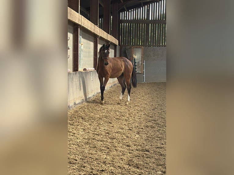 Selle Francais Hengst 1 Jahr Schwarzbrauner in Remicourt
