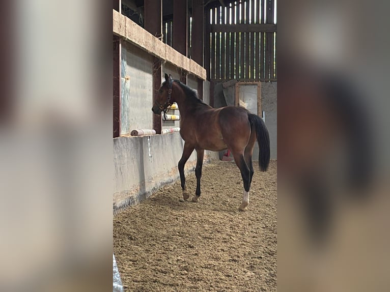 Selle Francais Hengst 1 Jahr Schwarzbrauner in Remicourt