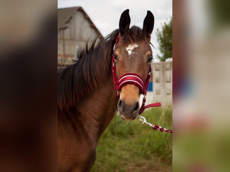 Selle Francais Hengst 1 Jahr Schwarzbrauner in Remicourt