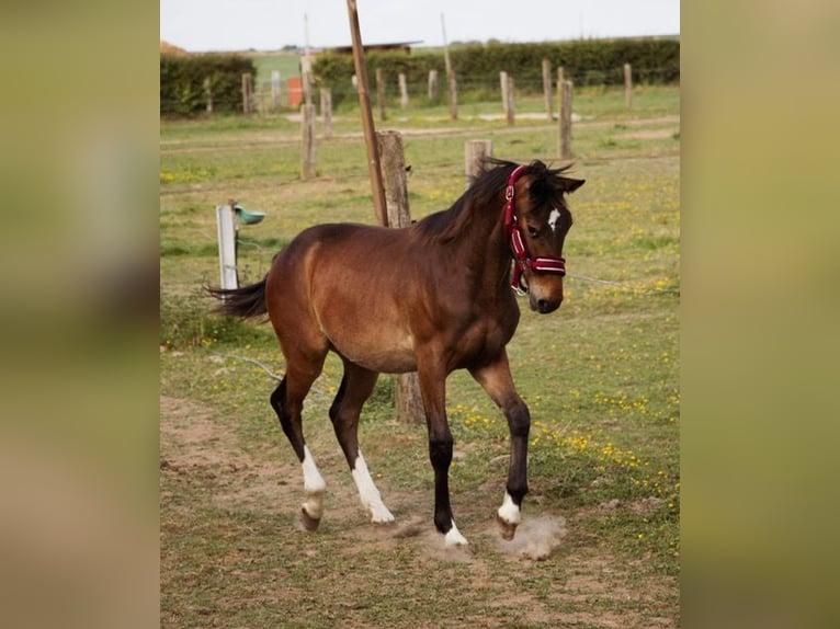 Selle Francais Hengst 1 Jahr Schwarzbrauner in Remicourt
