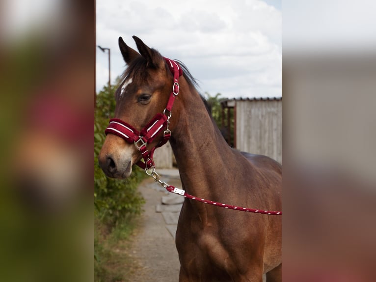 Selle Francais Hengst 1 Jahr Schwarzbrauner in Remicourt