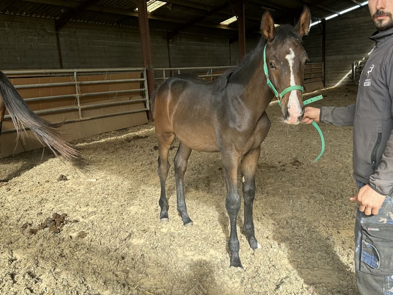 Selle Français Hengst 2 Jaar 150 cm Zwartbruin in Portet