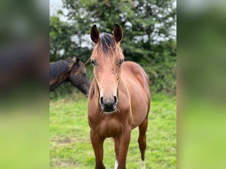 Selle Français Hengst 2 Jaar Bruin in Greville Hague