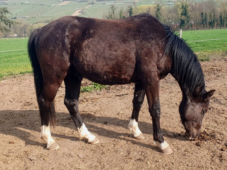 Selle Francais Hengst 2 Jahre 145 cm Rappe in Dinsheim-sur-Bruche