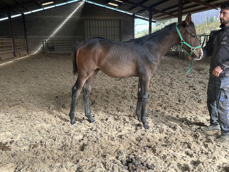 Selle Francais Hengst 2 Jahre 150 cm Schwarzbrauner in Portet