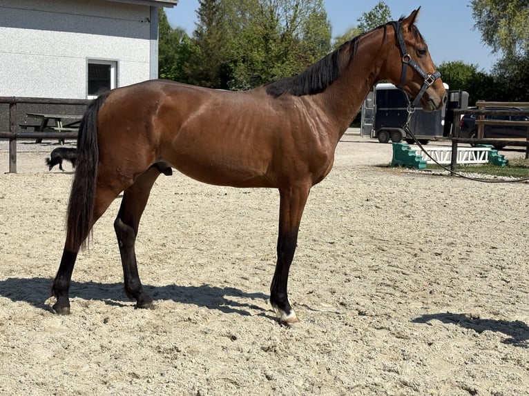 Selle Francais Hengst 2 Jahre 157 cm Brauner in Verchin