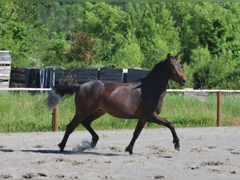 Selle Francais Hengst 2 Jahre 160 cm Brauner in Sisteron