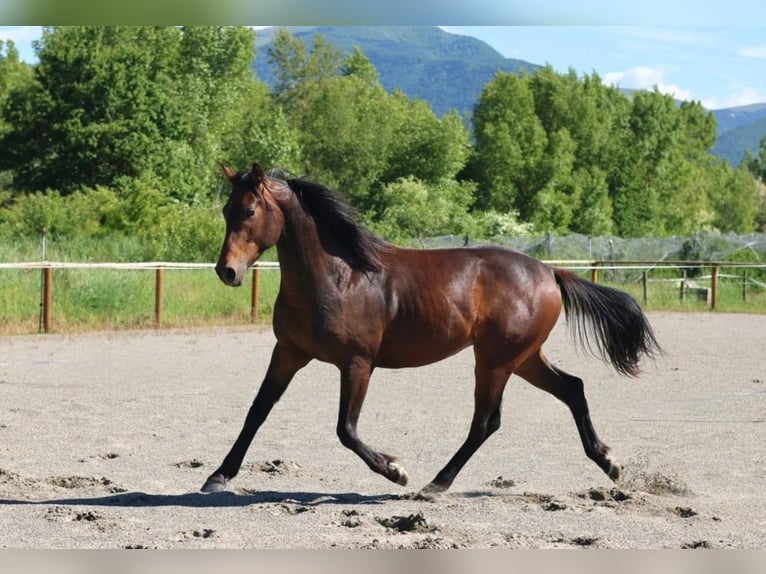 Selle Francais Hengst 2 Jahre 160 cm Brauner in Sisteron