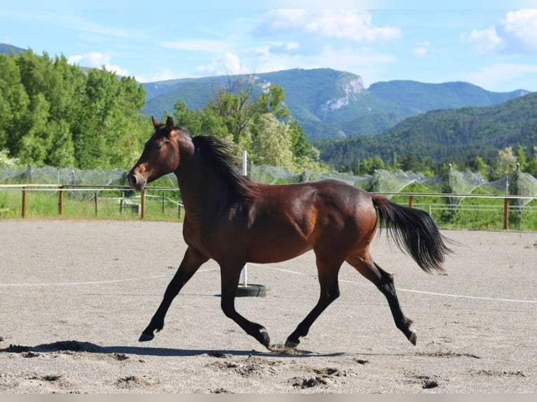 Selle Francais Hengst 2 Jahre 160 cm Brauner in Sisteron