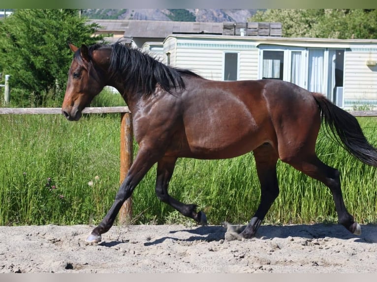 Selle Francais Hengst 2 Jahre 160 cm Brauner in Sisteron