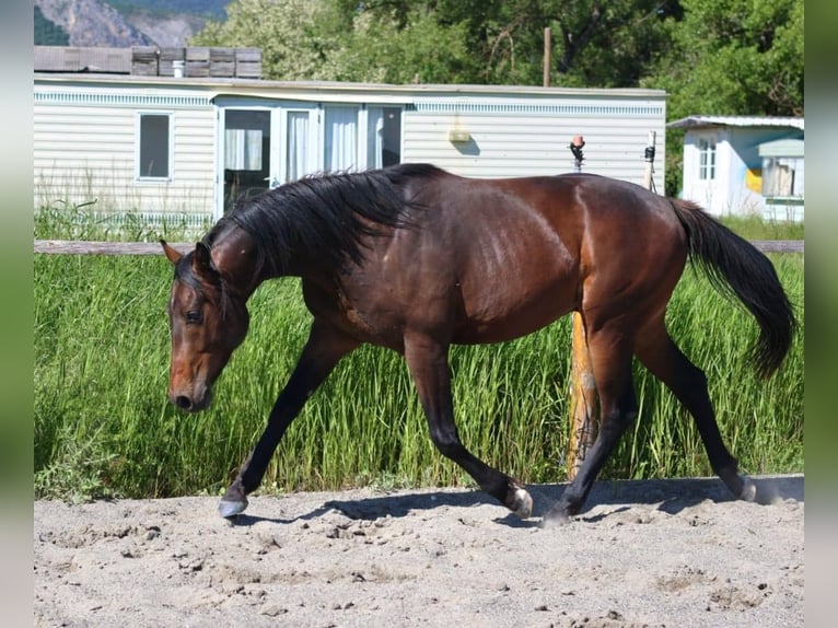 Selle Francais Hengst 2 Jahre 160 cm Brauner in Sisteron