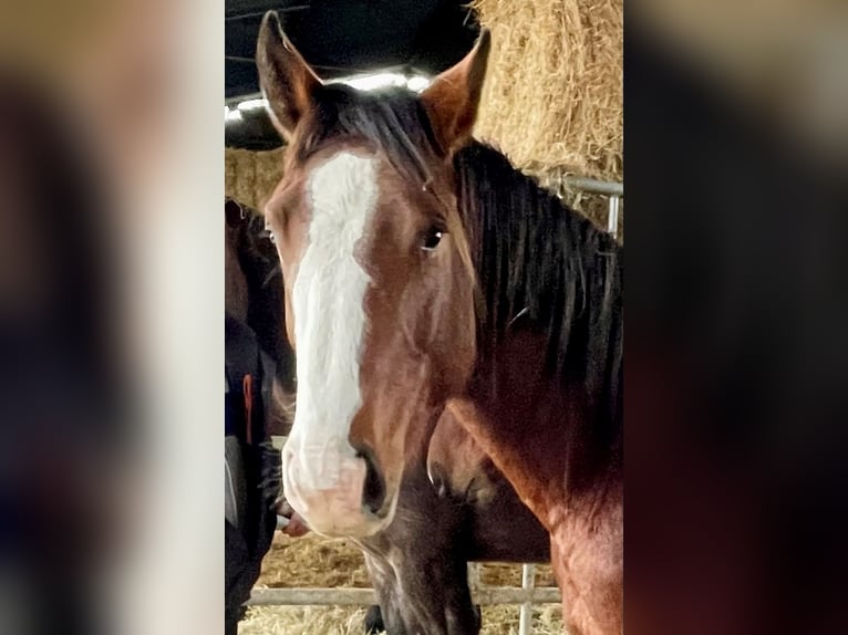 Selle Français Hengst 3 Jaar 165 cm Bruin in CLUNY