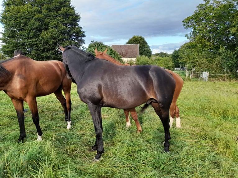 Selle Français Hengst 3 Jaar 170 cm Zwartbruin in Bérulle