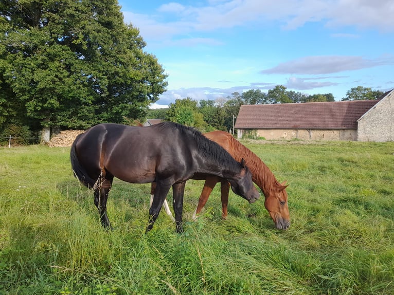 Selle Français Hengst 3 Jaar 170 cm Zwartbruin in Bérulle