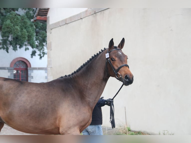 Selle Francais Hengst 3 Jahre 161 cm Brauner in Jauzé