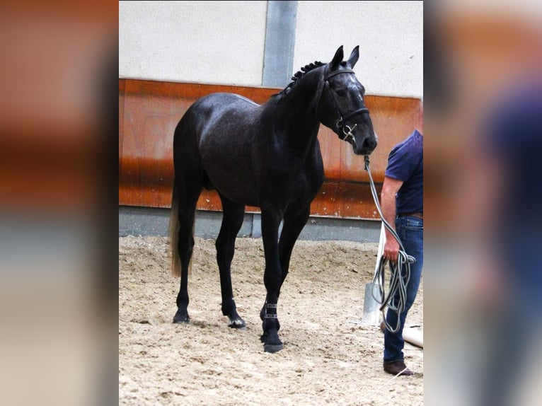 Selle Francais Hengst 3 Jahre 166 cm Schimmel in Hauterives