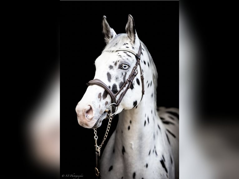 Selle Francais Hengst 3 Jahre 168 cm Brauner in Fleurey-sur-Ouche