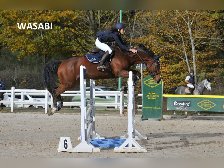 Selle Francais Hengst 3 Jahre 168 cm Brauner in Fleurey-sur-Ouche