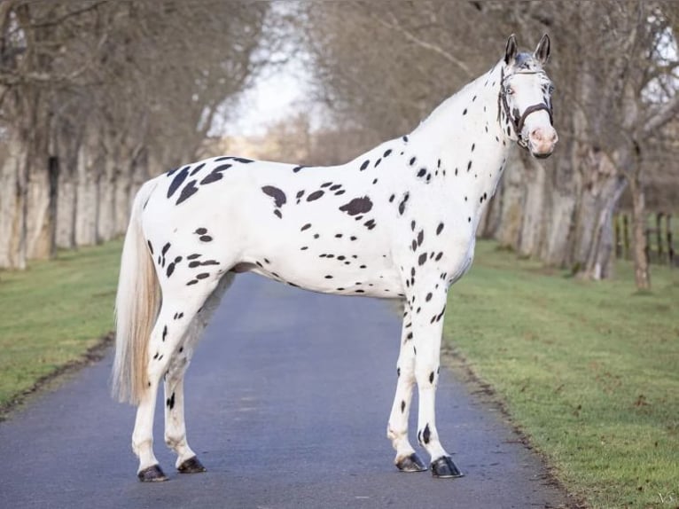 Selle Francais Hengst 3 Jahre 168 cm Brauner in Fleurey-sur-Ouche