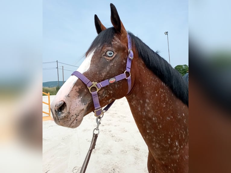 Selle Francais Hengst 3 Jahre 168 cm Brauner in Fleurey-sur-Ouche