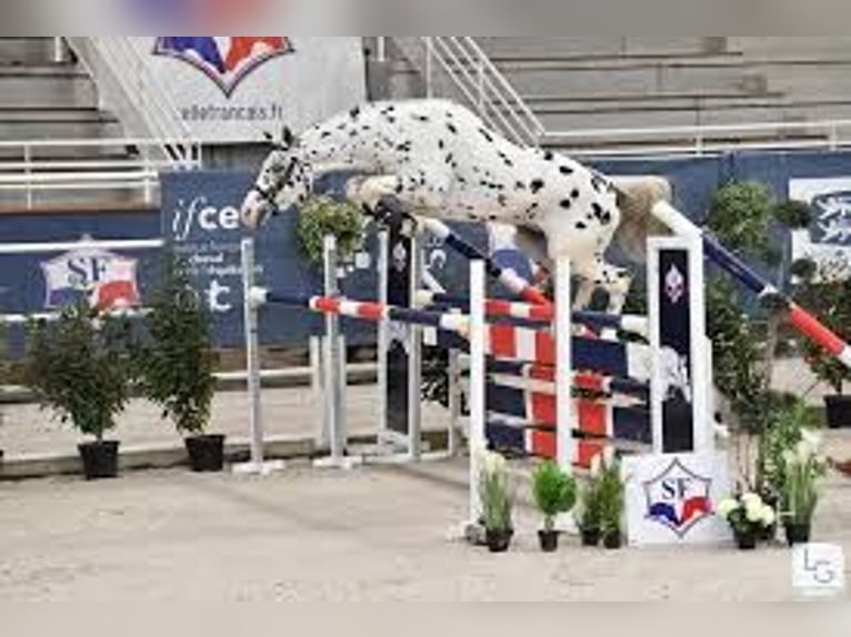 Selle Francais Hengst 3 Jahre 168 cm Brauner in Fleurey-sur-Ouche