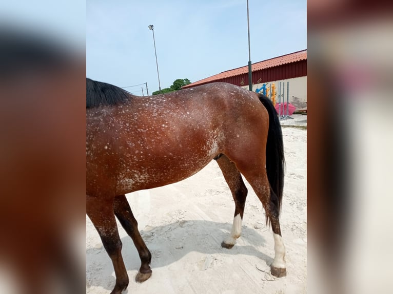 Selle Francais Hengst 3 Jahre 168 cm Brauner in Fleurey-sur-Ouche