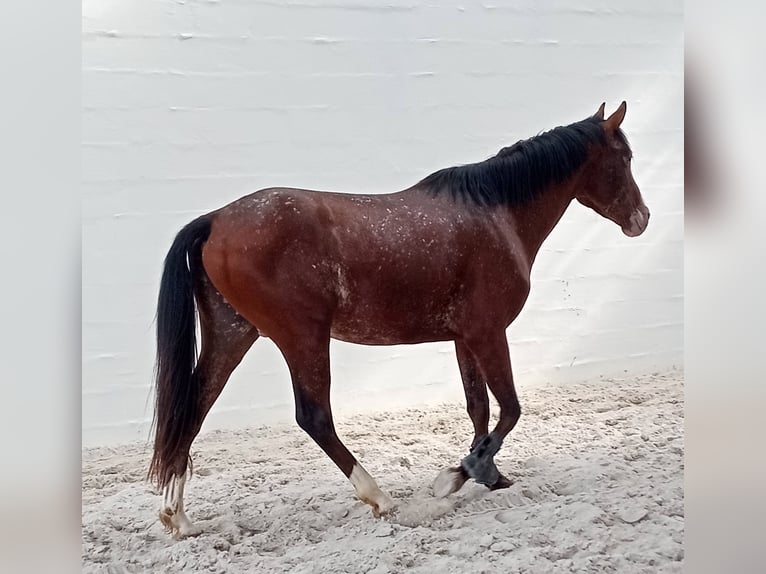 Selle Francais Hengst 3 Jahre 168 cm Brauner in Fleurey-sur-Ouche