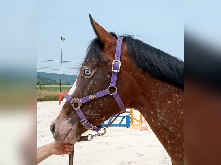 Selle Francais Hengst 3 Jahre 168 cm Brauner in Fleurey-sur-Ouche