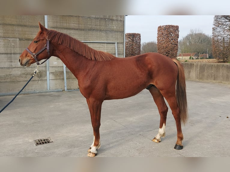 Selle Francais Hengst 3 Jahre 172 cm Fuchs in Sint-Denijs-Westrem