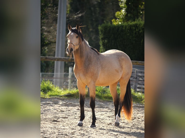 Selle Francais Hengst 3 Jahre 173 cm Falbe in Lamorlaye