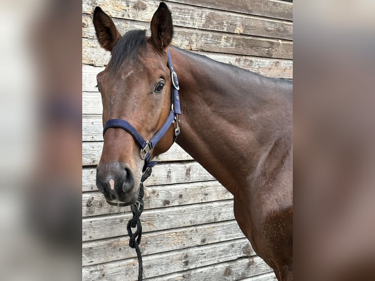 Selle Francais Hengst 4 Jahre 170 cm Brauner in Divonne