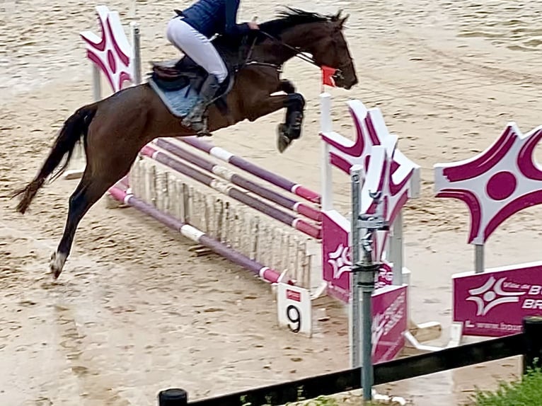Selle Francais Hengst 4 Jahre 170 cm Brauner in Divonne