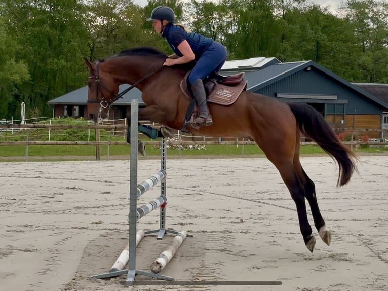 Selle Francais Hengst 4 Jahre 170 cm Brauner in Divonne