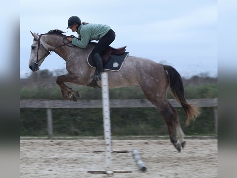 Selle Francais Hengst 4 Jahre 173 cm in Saint Andr&#xE9; de cruzieres