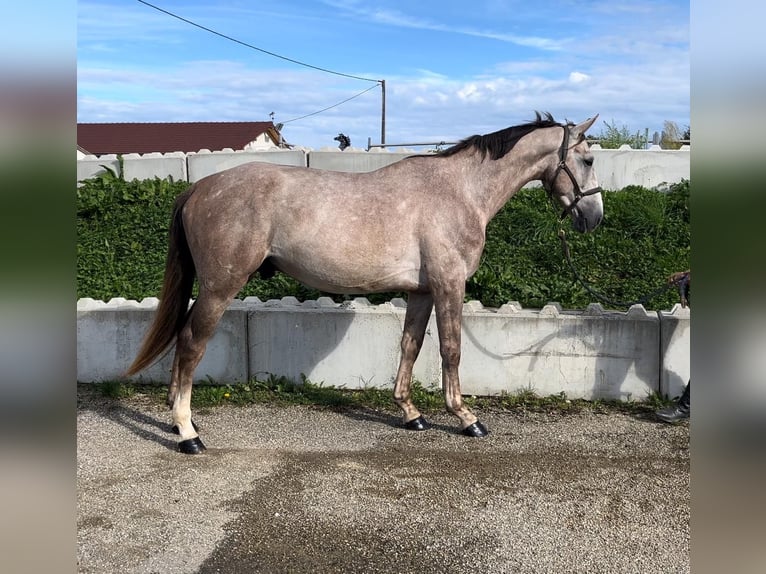 Selle Francais Hengst 4 Jahre 173 cm in Saint Andr&#xE9; de cruzieres