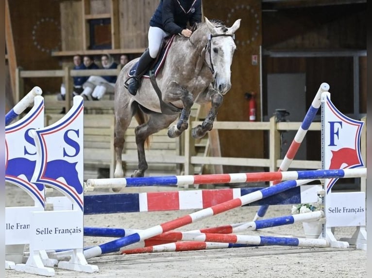 Selle Francais Hengst 4 Jahre 173 cm in Saint Andr&#xE9; de cruzieres