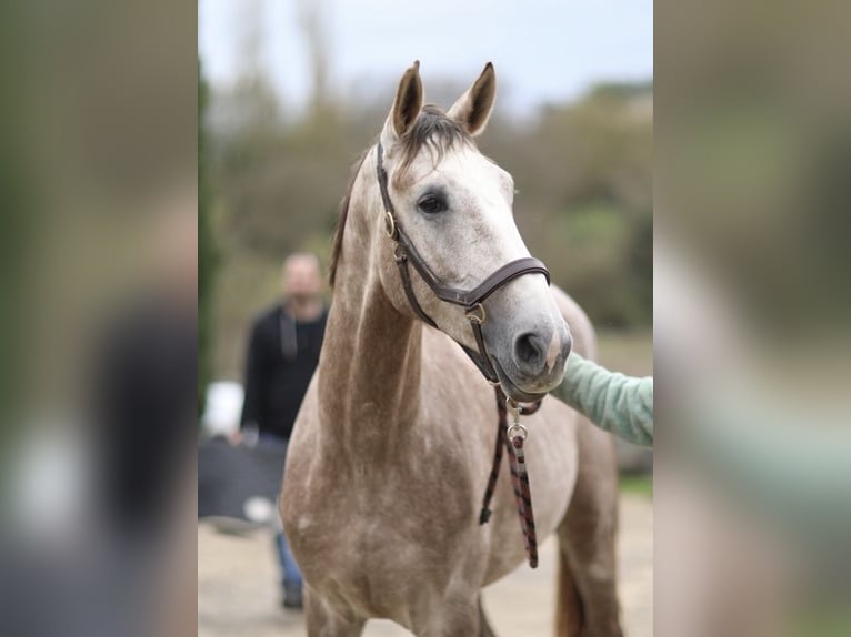 Selle Francais Hengst 4 Jahre 173 cm in Saint Andr&#xE9; de cruzieres