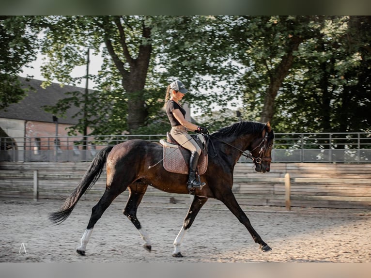 Selle Français Hengst 5 Jaar 176 cm Donkerbruin in MAICHE