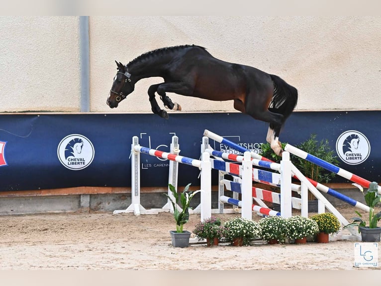 Selle Français Hengst 5 Jaar 176 cm Donkerbruin in MAICHE