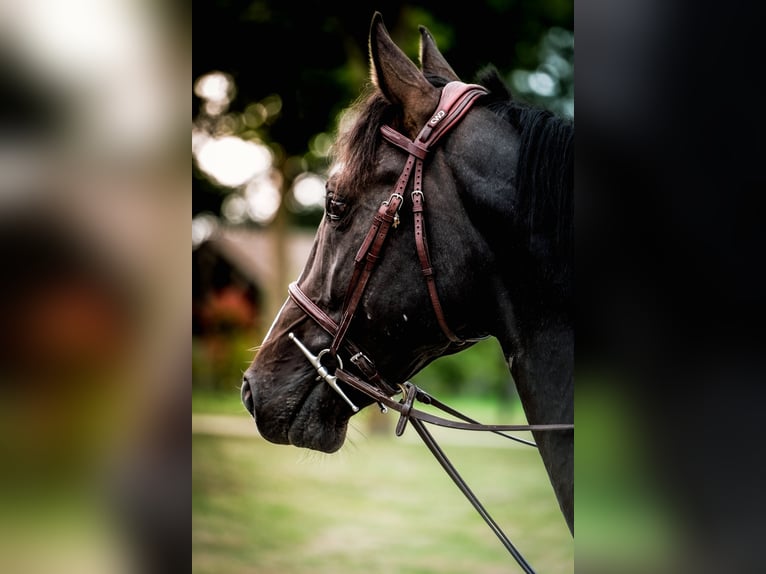 Selle Francais Hengst 5 Jahre 165 cm Rappe in Montoire-sur-le-Loir
