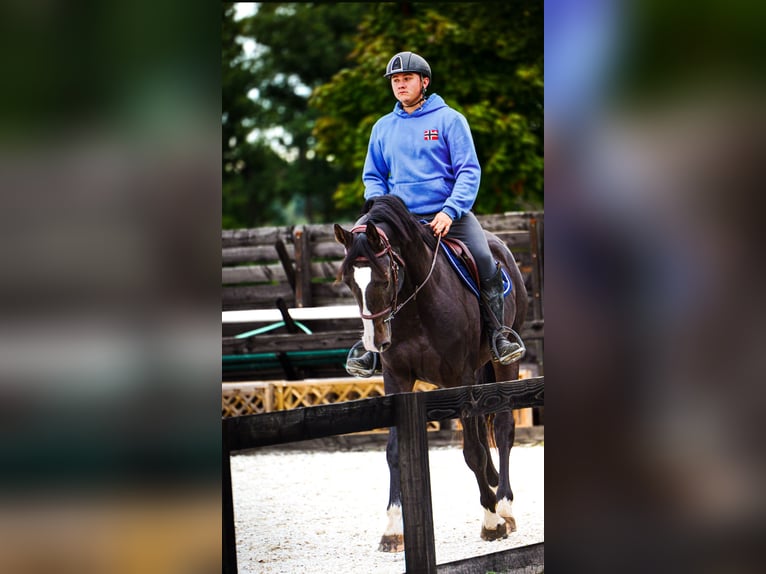 Selle Francais Hengst 5 Jahre 165 cm Rappe in Montoire-sur-le-Loir