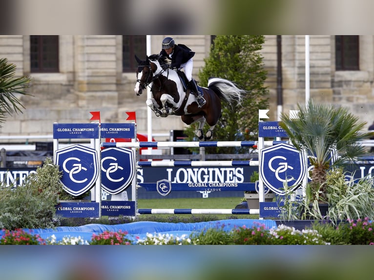 Selle Français Mix Hengst 6 Jaar 154 cm Tobiano-alle-kleuren in Hédé