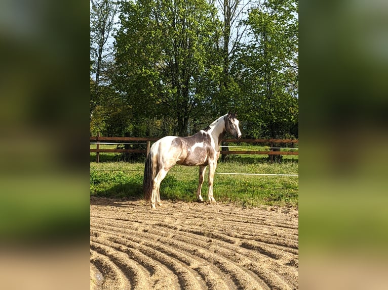 Selle Francais Mix Hengst 6 Jahre 154 cm Tobiano-alle-Farben in Hédé