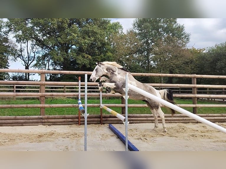Selle Francais Mix Hengst 6 Jahre 154 cm Tobiano-alle-Farben in Hédé