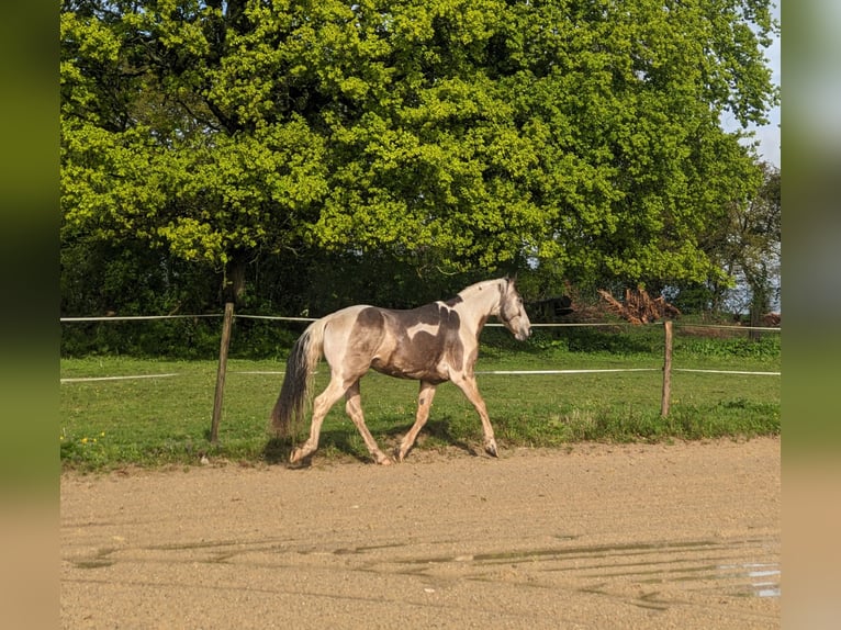 Selle Francais Mix Hengst 6 Jahre 154 cm Tobiano-alle-Farben in Hédé