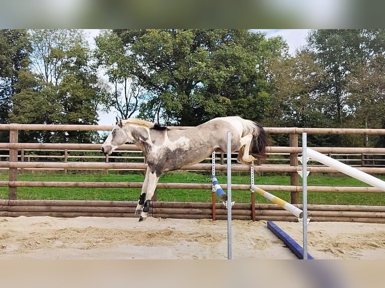 Selle Francais Mix Hengst 6 Jahre 154 cm Tobiano-alle-Farben in Hédé