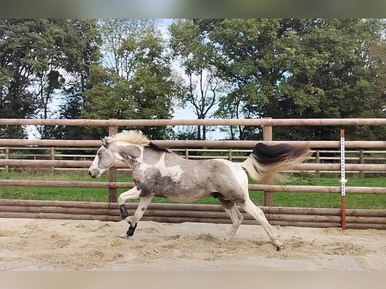 Selle Francais Mix Hengst 6 Jahre 154 cm Tobiano-alle-Farben in Hédé